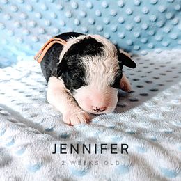Sheepadoodle Puppies from Blue Spruce Doodles