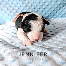 Sheepadoodle Puppies from Blue Spruce Doodles