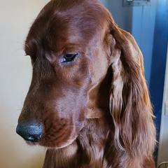 Irish Setter All Grown Up from Chimera Irish Setters