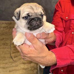 Mr. Blue - Fawn male Pug puppy in Arlington, Washington from Sweet Potato Pugs