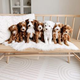 Goldendoodle Puppies from Gertie’s Goldendoodles