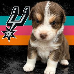 Vassell - Red tri-color male Australian Shepherd puppy in Alamogordo, New Mexico from Two Nichols Aussies