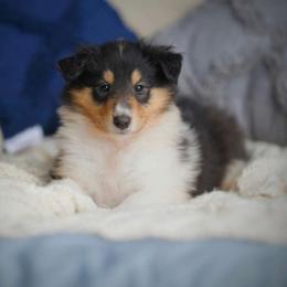 Phoenix - Black white and tan Collie puppy in Virginia from Blackberry Hills Cattle dogs and Collies