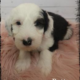 Patty - Black and white female Sheepadoodle puppy in Farley, Iowa from Iowa's Doodle Co.