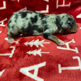 Puppy #2 - Blue merle Toy Australian Shepherd puppy in Prairie City, Oregon from Toy Aussies