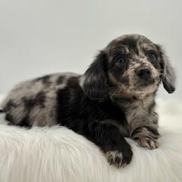 Waltz - Dapple male Dachshund puppy in Litchfield, Illinois from Charmm Dachshunds