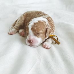 Bernedoodle and Goldendoodle Puppies from Baileys Ranch