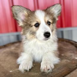 Orange Collar Boy Oakley - Sable male Pembroke Welsh Corgi puppy in Paris, Kentucky from Flat Run Corgis