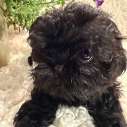 Onyx - Black male Shih Tzu puppy in Ann Arbor, Michigan from LuLu’s Shih Tzu’s of Michigan