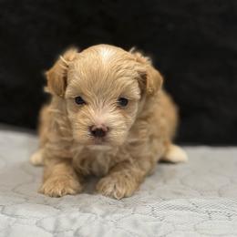 Captain - Apricot male Maltipoo puppy in Bowling Green, Kentucky from Denise Clark