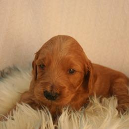 Aussiedoodle, Goldendoodle, and Pyredoodle Puppies from Loving Doodle