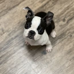 Boston Terrier Puppies from Bonze Boston Terriers