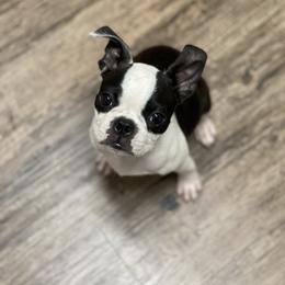 Boston Terrier Puppies from Bonze Boston Terriers