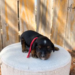 Aiden - Phantom male Bernedoodle puppy in Wamego, Kansas from Doodles of Oz