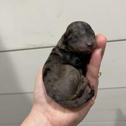 Cole - Blue merle male Aussiedoodle puppy in Rienzi, Mississippi from Saddle Hill Farms