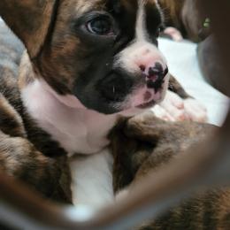 Boxer Puppies from Keen Boxers