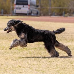 Cori - Poodle