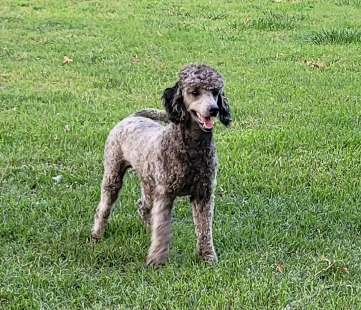 Ty - Poodle