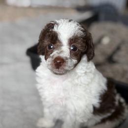 Tempo - Brown male Poodle puppy in Ardmore, Oklahoma from The Poodles of Green Acres