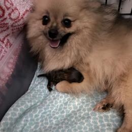 Pomeranian puppies from O'My Heart Pomeranians