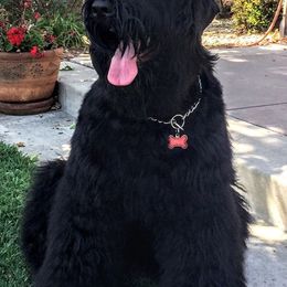 Black Russian Terriers from Black Beard Black Russian Terriers