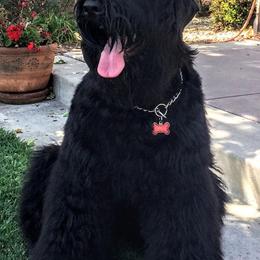 Black Russian Terriers from Black Beard Black Russian Terriers