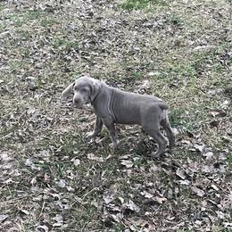 Ms.Purple - Silver gray female Weimaraner puppy in Appling, Georgia from Georgia Line Weimaraners