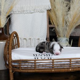 Boy 1 - Miniature Australian Shepherd puppy in Oshoto, Wyoming from Way Out West Toy & Mini Aussies