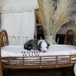 Boy 1 - Miniature Australian Shepherd puppy in Oshoto, Wyoming from Way Out West Toy & Mini Aussies