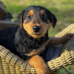Clover - Black and tan Airedale Terrier puppy in Mooresville, North Carolina from Farm 55