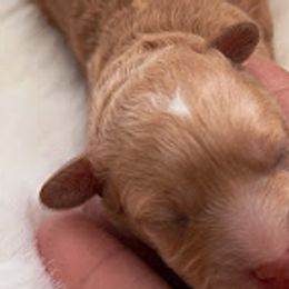 Boy 1 - Cream Poodle puppy in North Carolina from Baileys Paws and Furs