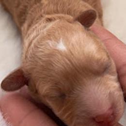 Boy 1 - Cream Poodle puppy in North Carolina from Baileys Paws and Furs