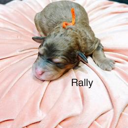 Rally - Sable female Bernedoodle puppy in Pasco, Washington from Camp Doodle Woods