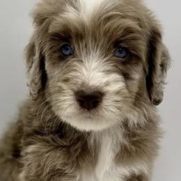 Assorted Doodle Crosses and Poodles from Brandi’s Southern Doodles & Poodles, LLC