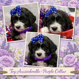 Purple collar toy - Black tri-color female Aussiedoodle puppy in 32046, Florida from River Hill Ranch