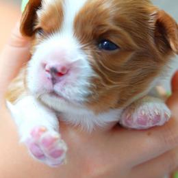 Bleheim Boy - Blenheim male Cavalier King Charles Spaniel puppy in Greensboro, North Carolina from Hyde Park Cavaliers