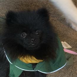 Louie - Pomeranian