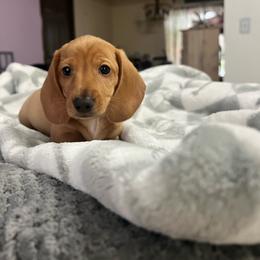 Calvin - Red male Dachshund puppy in Brooksville, Florida from Ween Acres