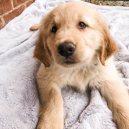 Golden Retrievers from Open Star Goldens