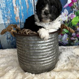 Aussiedoodle Puppies from Soap Creek Kennels