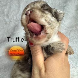 Chihuahua Puppies from Sunset Eves Chihuahuas