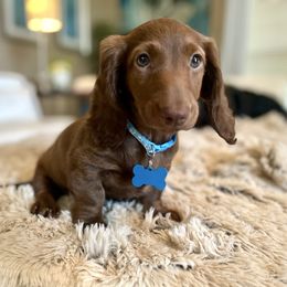 Journey Blu - Fawn (isabella) and tan female Dachshund puppy in Poetry, Texas from Doxie Bliss at Meyerhaus Ranch