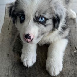 Australian Shepherd Puppies from Wiggle Butt Inn LLC