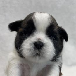 Shih Tzu Puppies from Little Miracles Shih Tzu