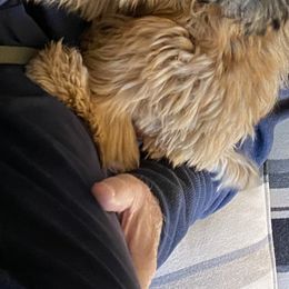 Soft Coated Wheaten Terrier All Grown Up from PitterPat