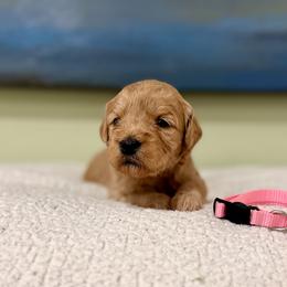 Light pink collar, girl - Apricot female Goldendoodle puppy in Dupont, Washington from Willow Tree Doodles
