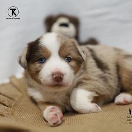 Annie - RMF1 - Red merle female Miniature Australian Shepherd puppy in Nacogdoches, Texas from TK Standard, Mini, & Toy Aussies