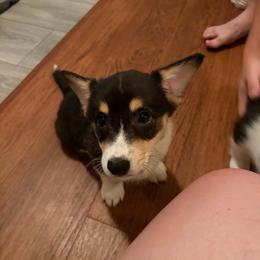 7 - Black and white female American Corgi puppy in Boyd, Texas from Barker's Corgis