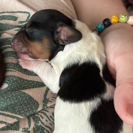 Dustin Henderson - Piebald male Dachshund puppy in Jacksonville, North Carolina from Lizzie’s Doxies