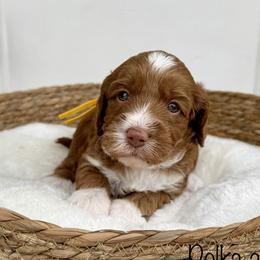Polka Dot - Caramel female Australian Labradoodle puppy in Morgan Hill, California from Loving Labradoodles